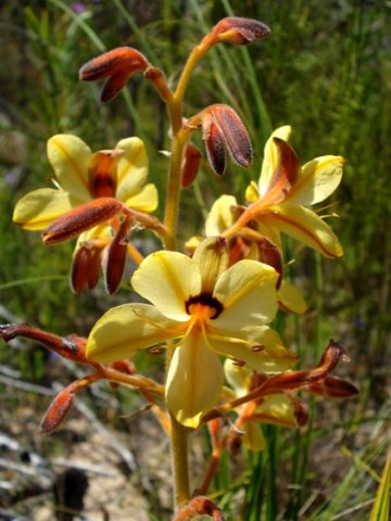 Wachendorfia paniculata panicle
