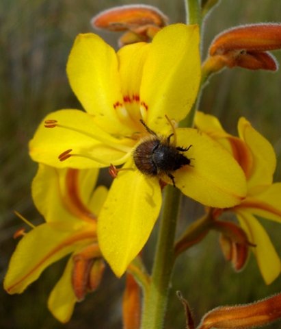 Wachendorfia paniculata inspector