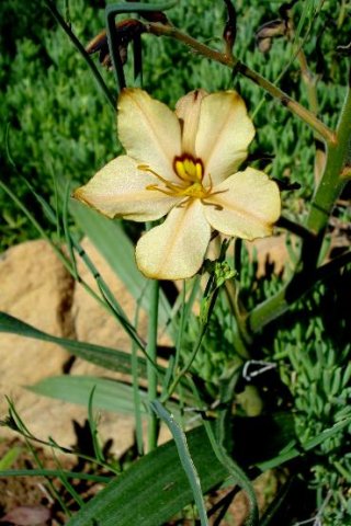 Wachendorfia paniculata