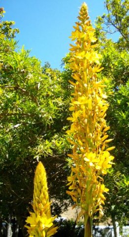 Wachendorfia thyrsiflora panicle, not a thyrse!
