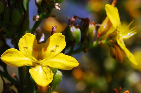 Wachendorfia thyrsiflora flower and fruit