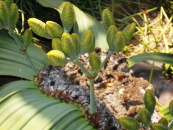 Welwitschia mirabilis female cones