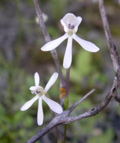 Xenoscapa fistulosa