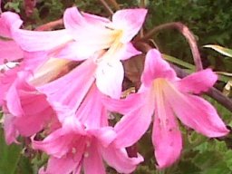 Amaryllis belladonna flowers