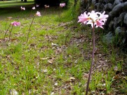 Amaryllis belladonna on a lawn
