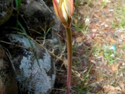 Amaryllis belladonna buds