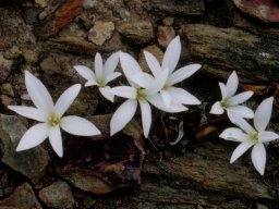 Apodolirion lanceolatum fragrance invisible
