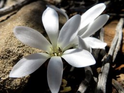 Apodolirion lanceolatum flower