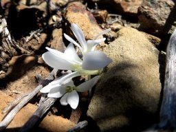 Apodolirion lanceolatum