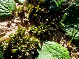 Arctopus echinatus lobed leaves