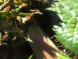 Arctopus echinatus leaf margin