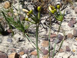 Bobartia gladiata subsp. gladiata greyish leaves