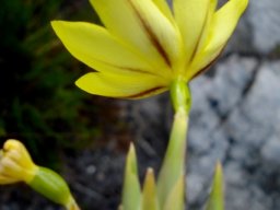 Bobartia gladiata subsp. gladiata flower from the back