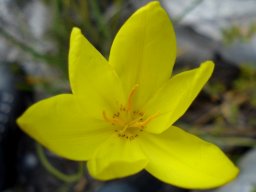 Bobartia gladiata subsp. gladiata flower