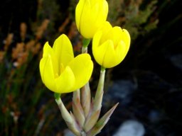 Bobartia gladiata subsp. gladiata