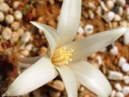 Gethyllis species near Kleinzee