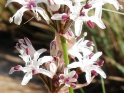 Nerine rehmannii