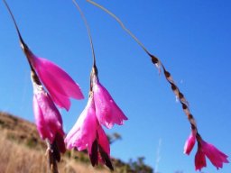 Dierama pendulum