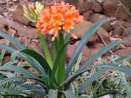 Clivia miniata var. miniata expanding