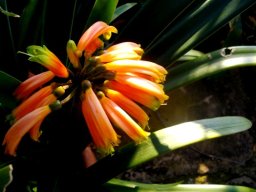 Clivia gardenii