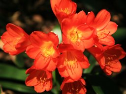 Clivia miniata var. miniata flowers