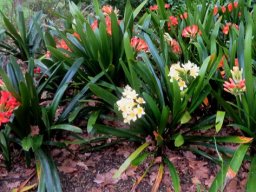 Clivia miniata