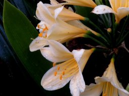 Clivia miniata var. citrina 