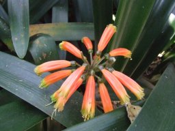Clivia robusta