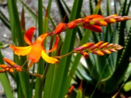Crocosmia aurea buds growing in spikes