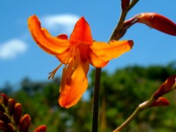 Crocosmia aurea style branches