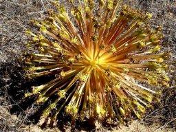 Crossyne flava dense umbel