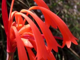 Cyrtanthus angustifolius inflorescence