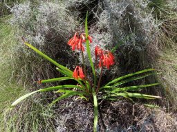 Cyrtanthus angustifolius 