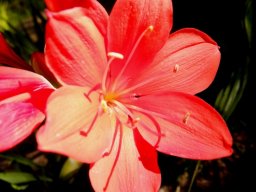 Cyrtanthus elatus flower