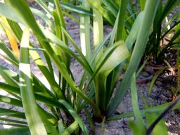 Cyrtanthus elatus leaves and scape