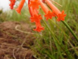 Cyrtanthus epiphyticus flowers