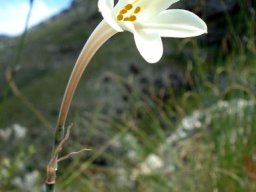 Cyrtanthus leucanthus flower