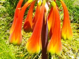 Cyrtanthus obliquus flower