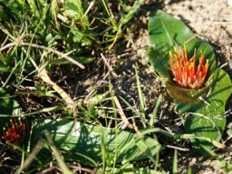 Daubenya zeyheri