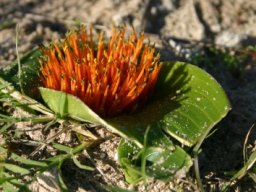 Daubenya zeyheri flower