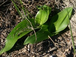Daubenya zeyheri leaves