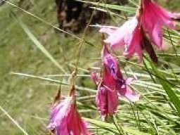 Dierama dracomontanum