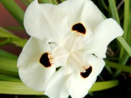 Dietes bicolor flower