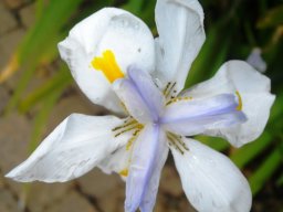 Dietes grandiflora