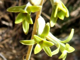 Dipcadi brevifolium flowers
