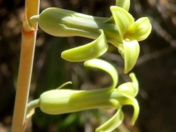 Dipcadi brevifolium flowers