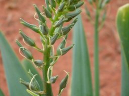 Dipcadi glaucum