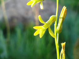 Dipcadi marlothii flower