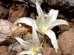 Gethyllis namaquensis