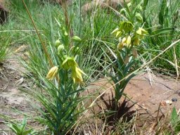 Gloriosa rigidifolia